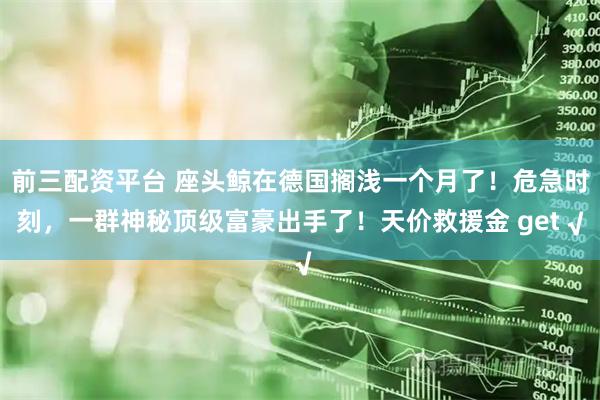 前三配资平台 座头鲸在德国搁浅一个月了！危急时刻，一群神秘顶级富豪出手了！天价救援金 get √